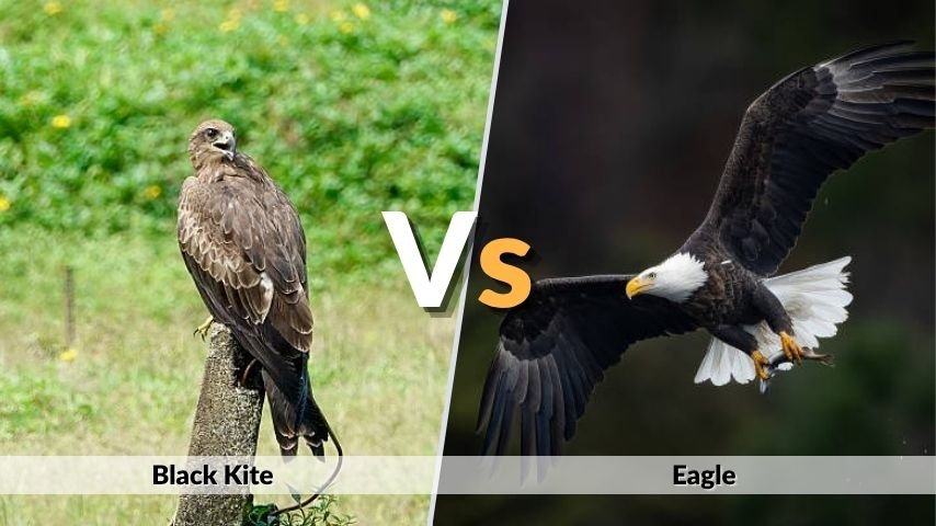 Black Kite vs. Eagle