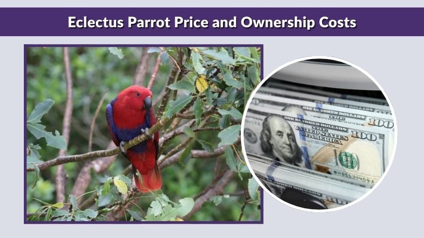 Eclectus Parrot Price and Ownership Costs