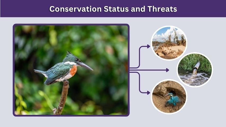 Conservation Status and Threats