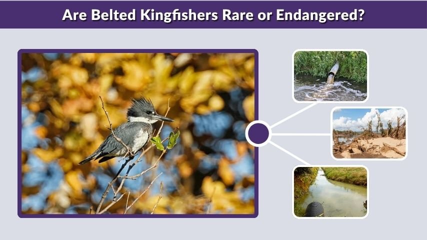 Are Belted Kingfishers Rare or Endangered?