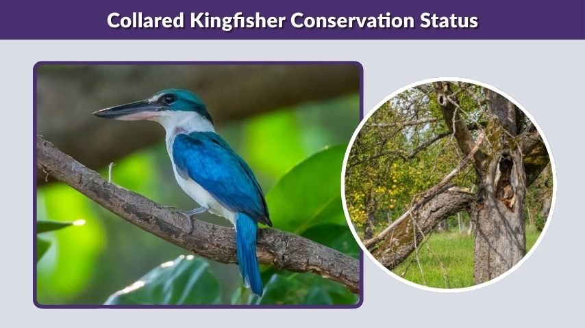 Collared Kingfisher Conservation Status