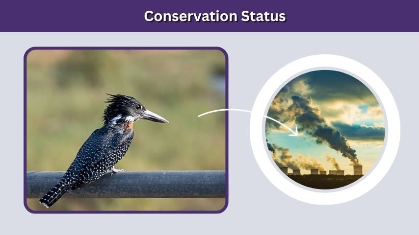 Conservation Status