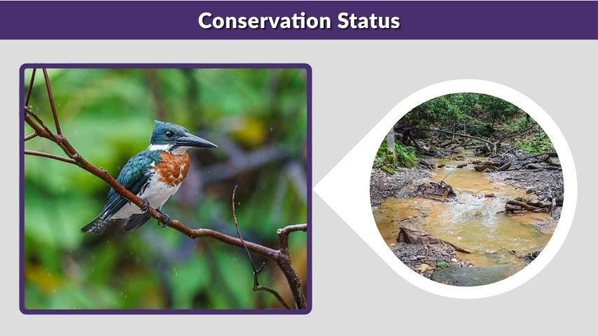 Conservation Status