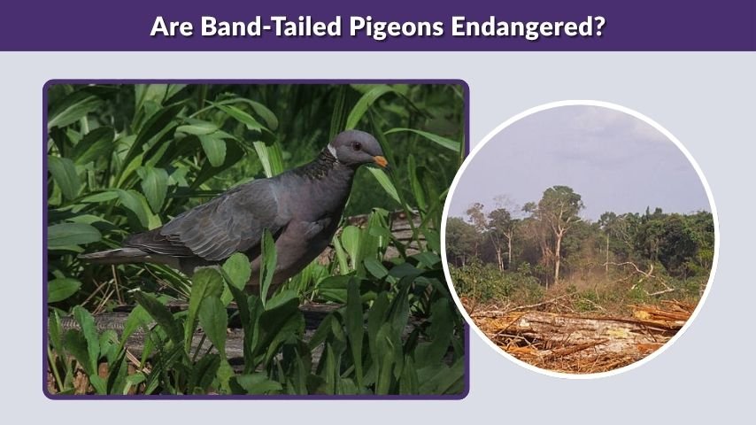 Are Band-Tailed Pigeons Endangered?
