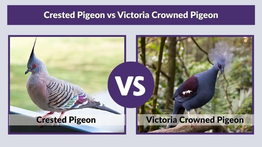 Crested Pigeon vs Victoria Crowned Pigeon
