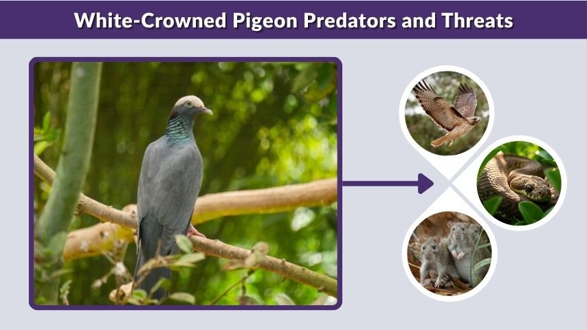 White-Crowned Pigeon Predators and Threats