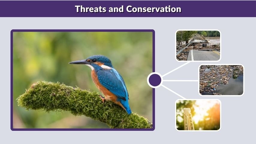 Threats and Conservation