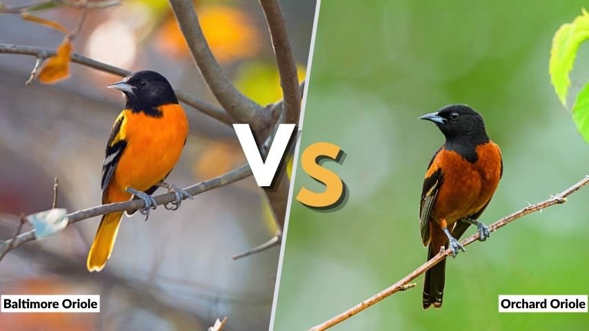 Baltimore Oriole vs Orchard Oriole
