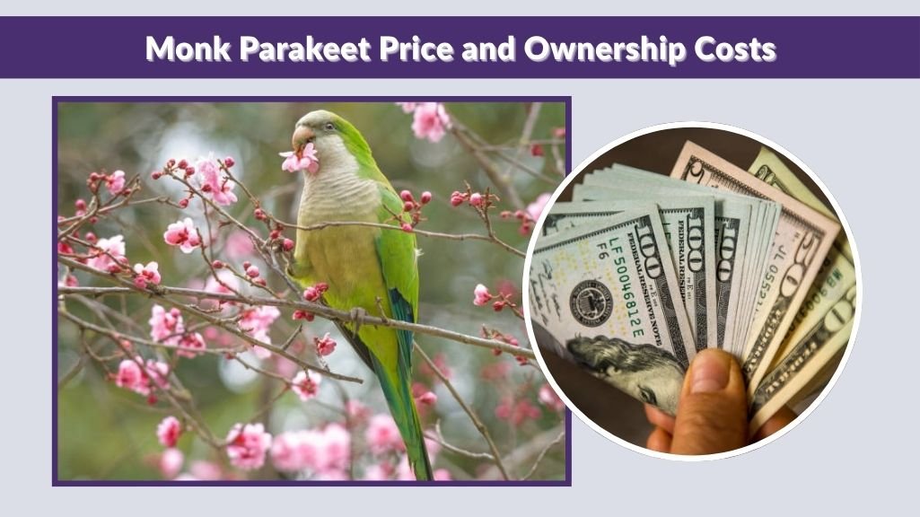 Monk Parakeet Price and Ownership Costs