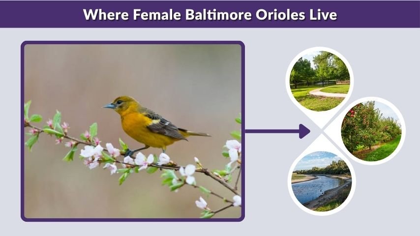 Where Female Baltimore Orioles Live