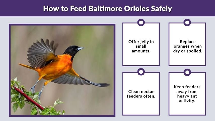 How to Feed Baltimore Orioles Safely