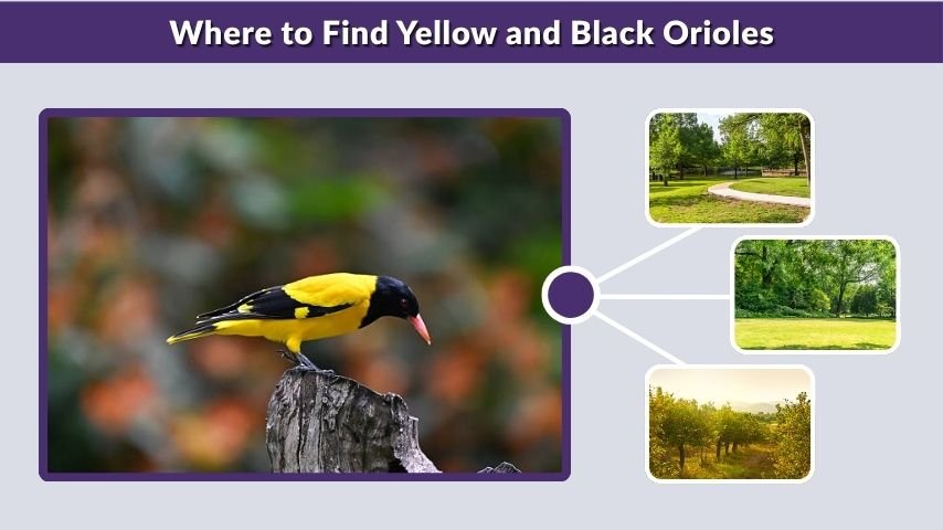 Where to Find Yellow and Black Orioles
