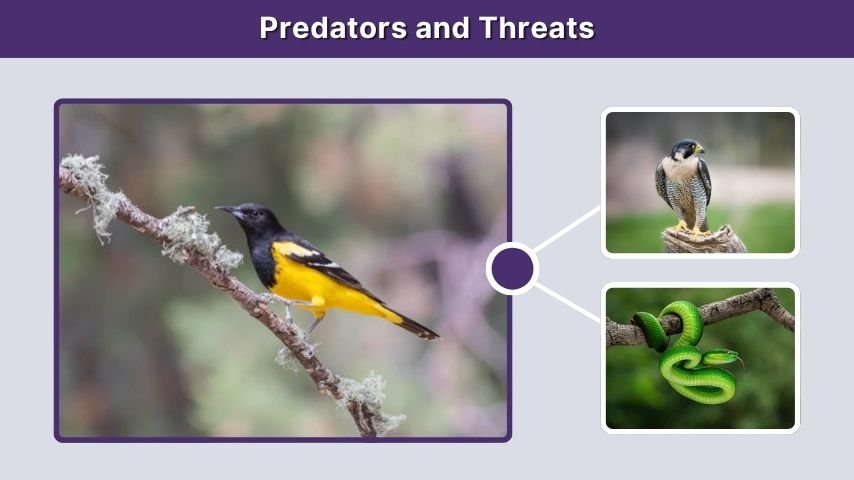 Predators and Threats
