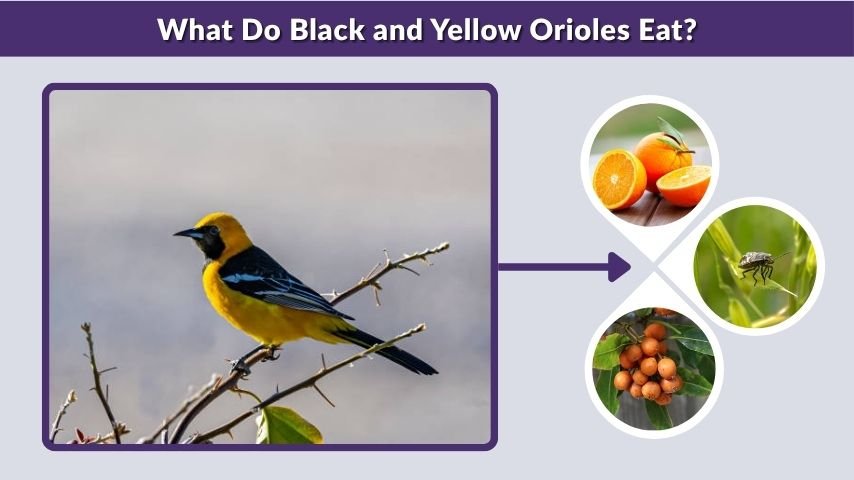What Do Black and Yellow Orioles Eat?