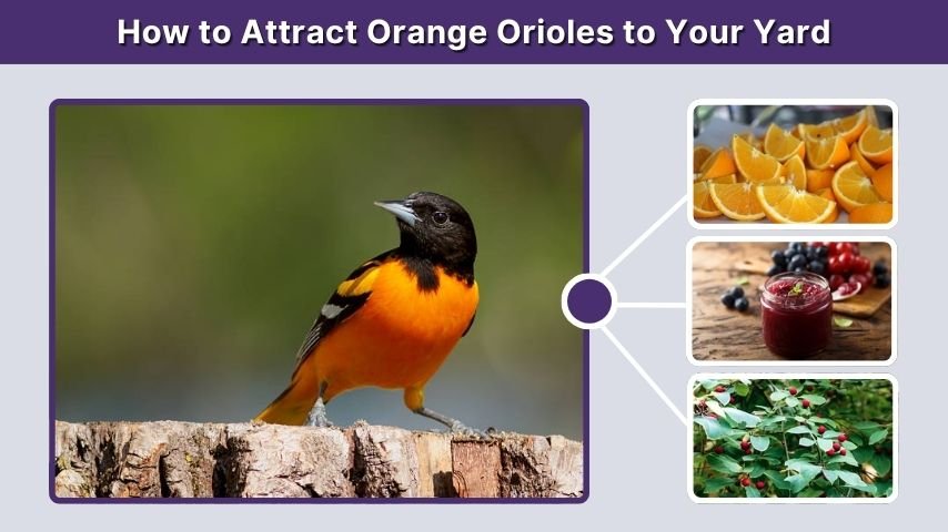 How to Attract Orange Orioles to Your Yard