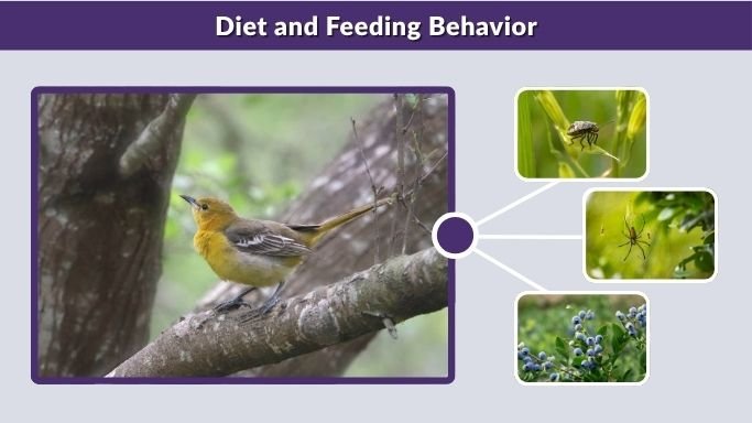 Diet and Feeding Behavior