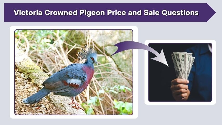 Victoria Crowned Pigeon Price and Sale Questions