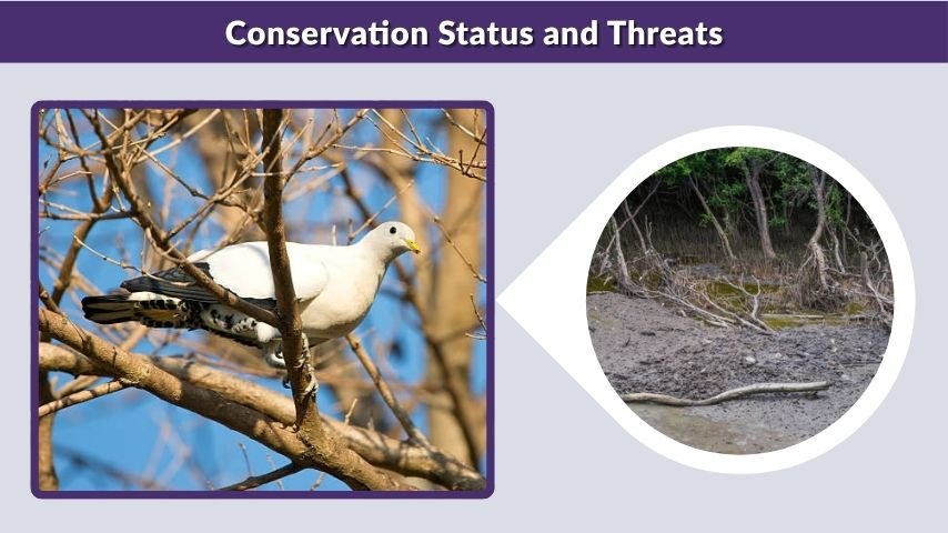 Conservation Status and Threats