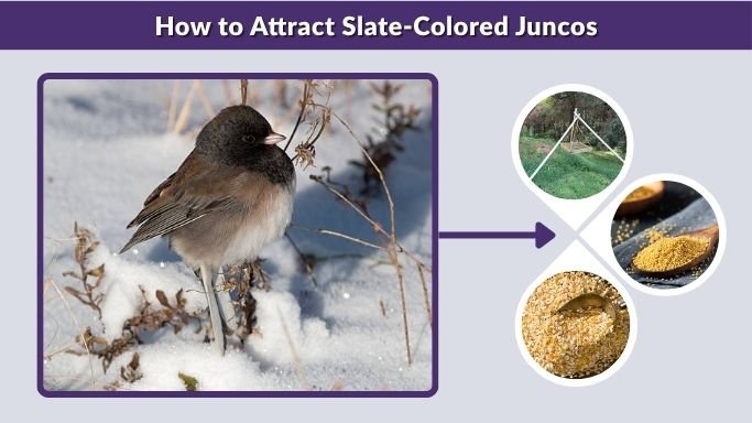 How to Attract Slate-Colored Juncos