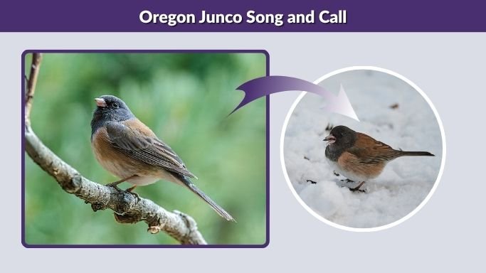 Oregon Junco Song and Call