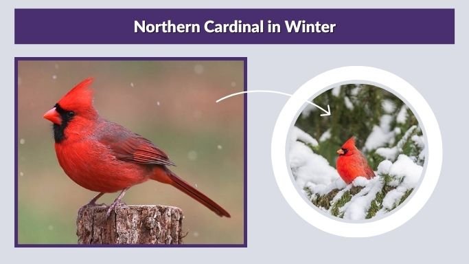 Northern Cardinal in Winter