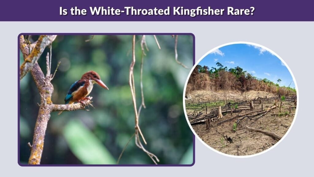 Is the White-Throated Kingfisher Rare?