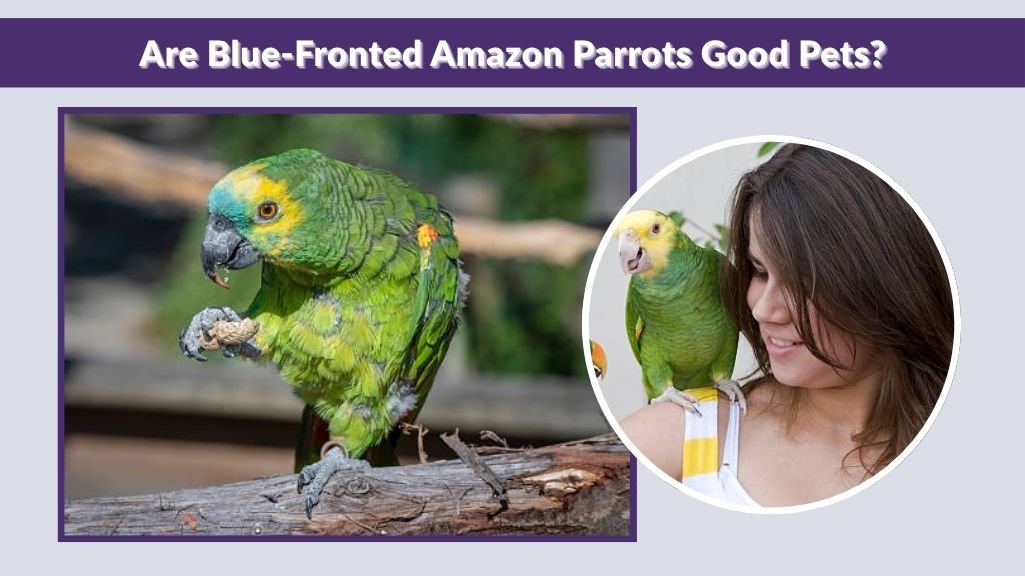 Are Blue-Fronted Amazon Parrots Good Pets?