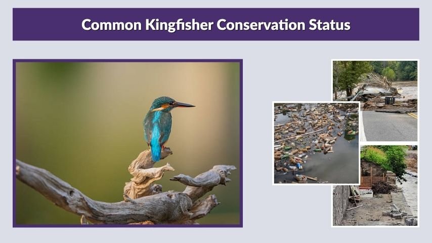 Common Kingfisher Conservation Status