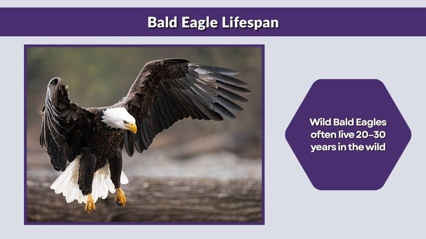 Bald Eagle Lifespan