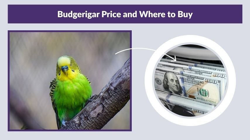 Budgerigar Price and Where to Buy