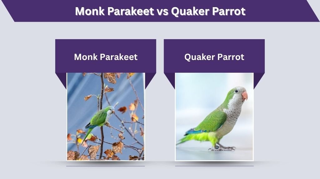 Monk Parakeet vs Quaker Parrot
