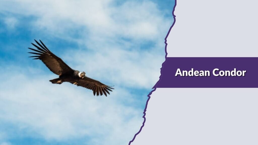 Andean Condor