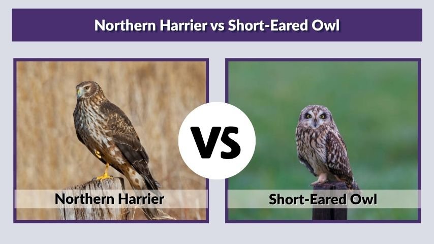 Northern Harrier vs Short-Eared Owl
