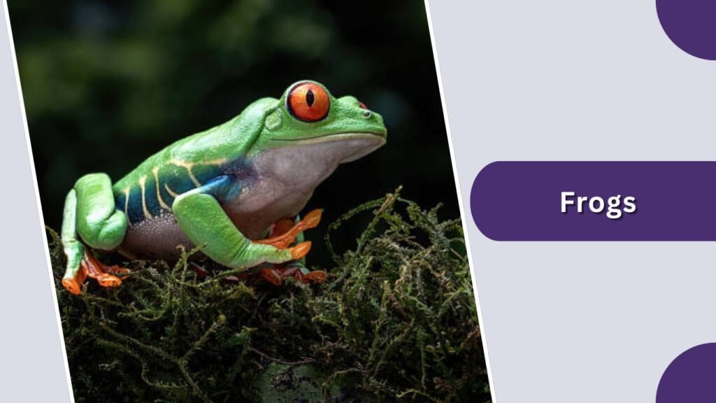 Frogs, Toads, and Small Snakes