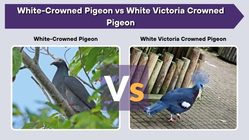 White-Crowned Pigeon vs White Victoria Crowned Pigeon