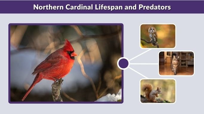Northern Cardinal Lifespan and Predators