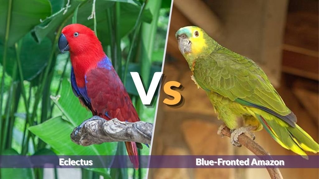 Eclectus vs Blue-Fronted Amazon