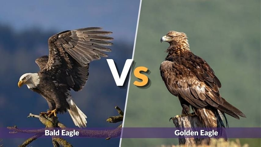 Bald Eagle vs Golden Eagle