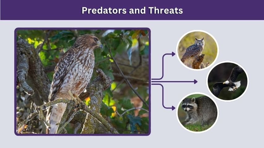 Predators and Threats
