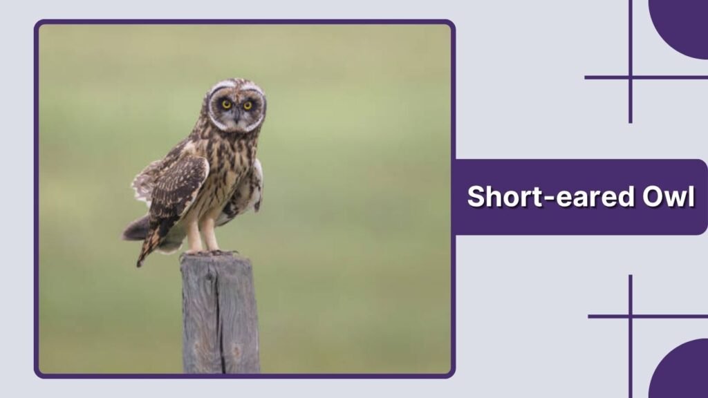 Short-eared Owl