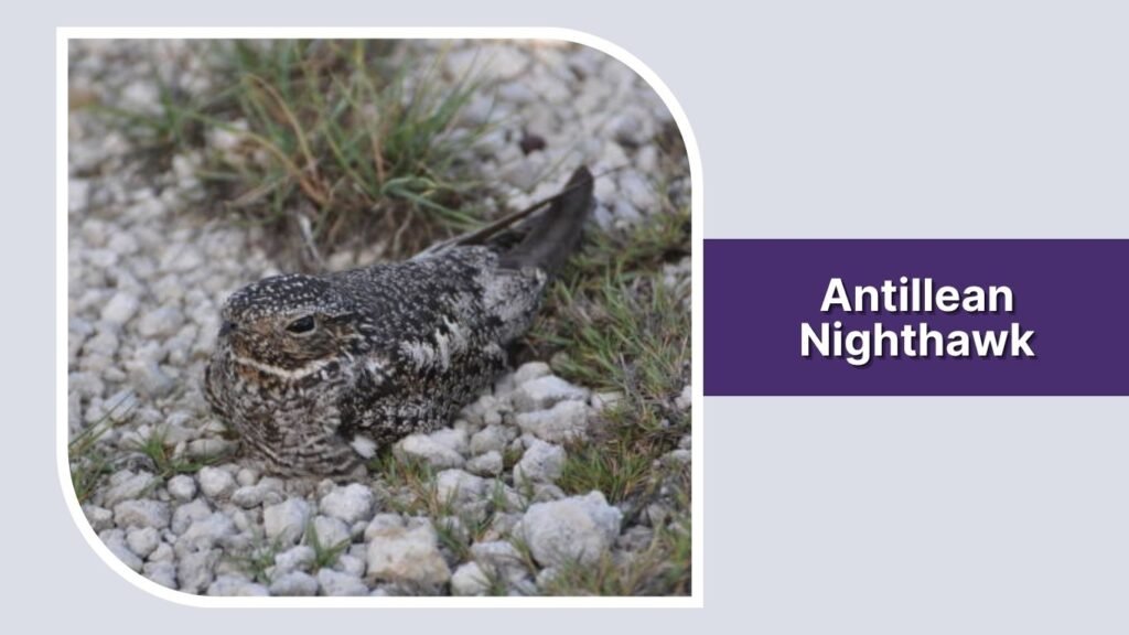 Antillean Nighthawk