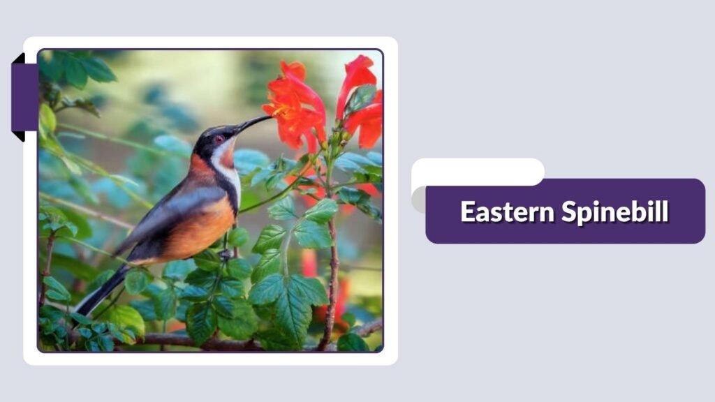  Eastern Spinebill
