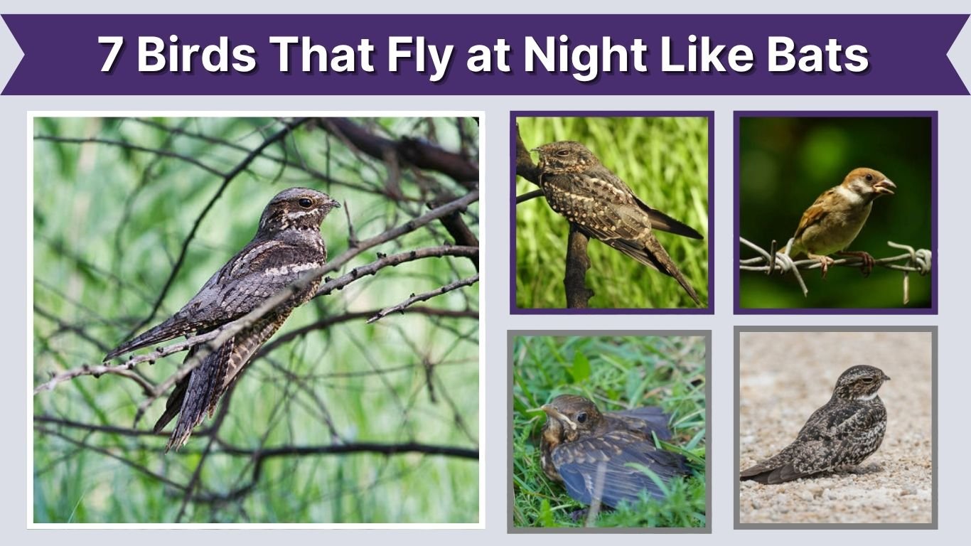 7 Birds That Fly at Night Like Bats: Identification with Pictures