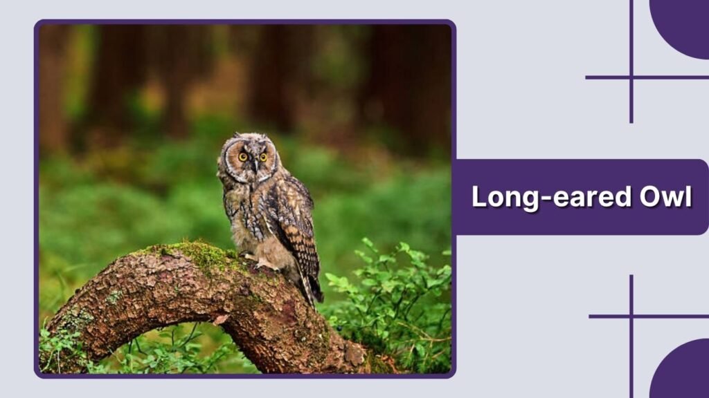 Long-eared Owl