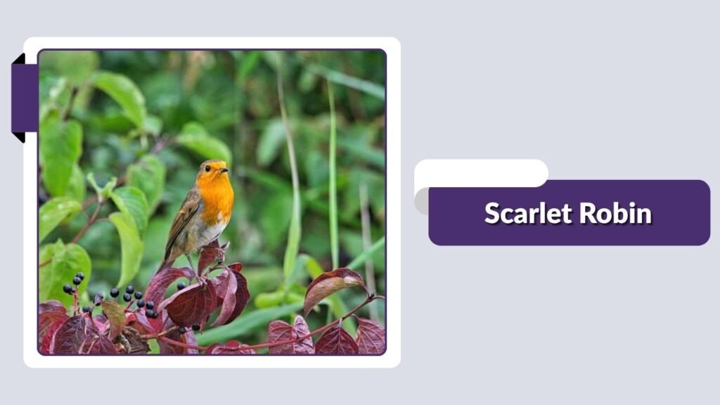 Scarlet Robin