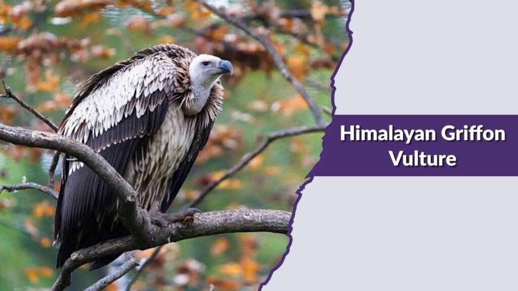  Himalayan Griffon Vulture