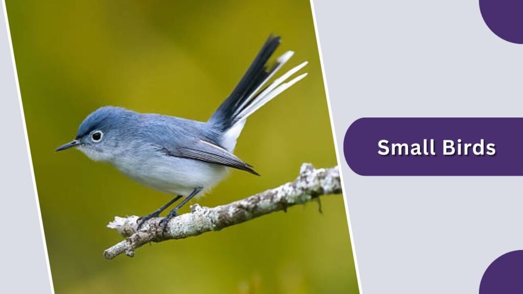 Small Birds, Hummingbirds, and Bats