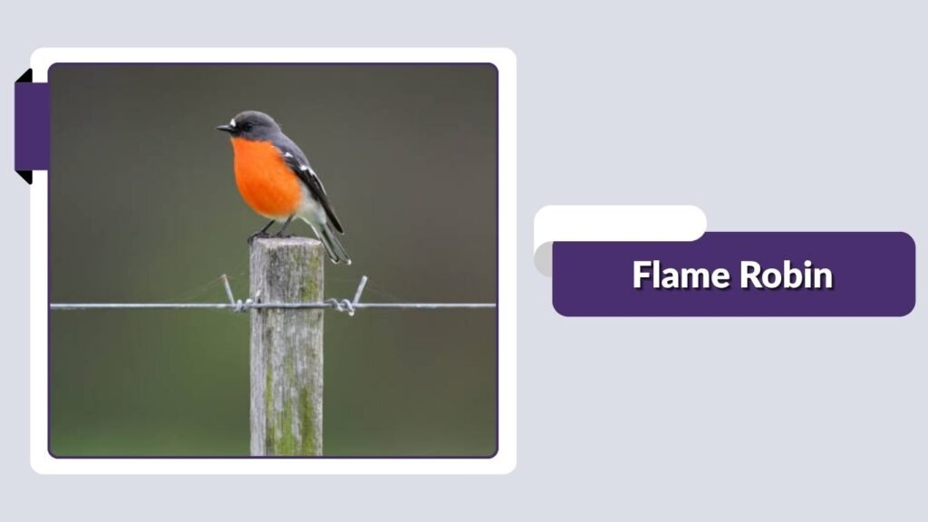 Flame Robin