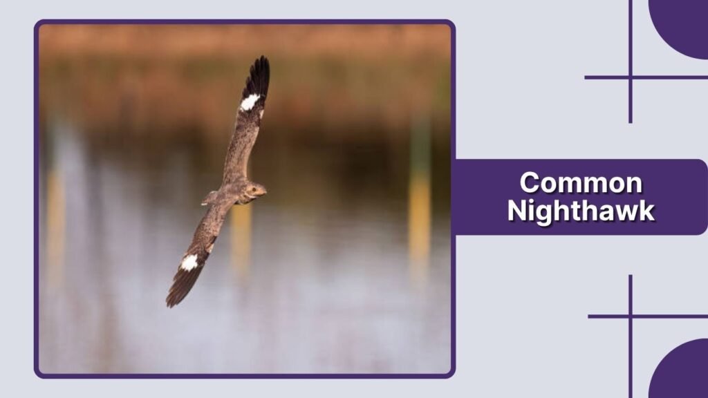 Common Nighthawk