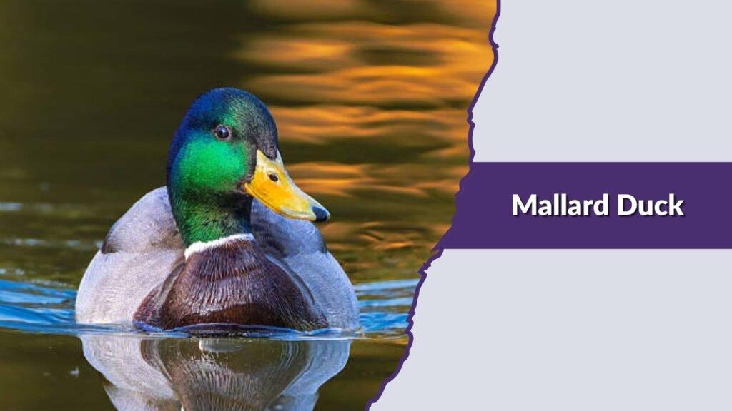 Mallard Duck